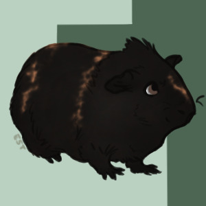 Guinea Pig Lines