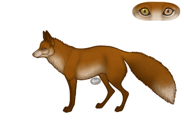 an actual regular fox