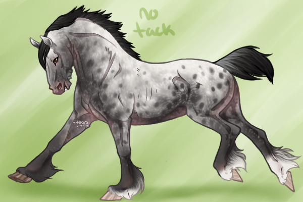 Eq- Tabadok w/o tack