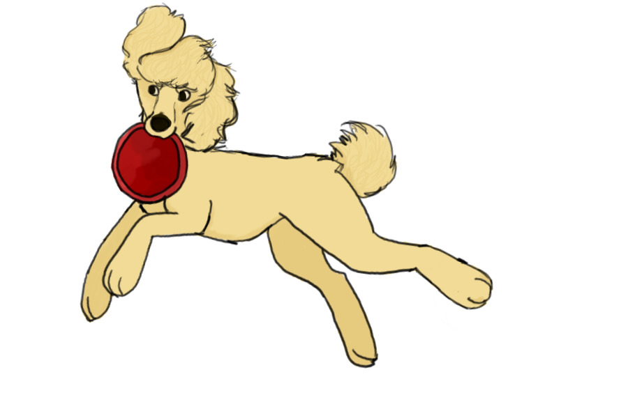 Poodle w/ Frisbee | possible wip
