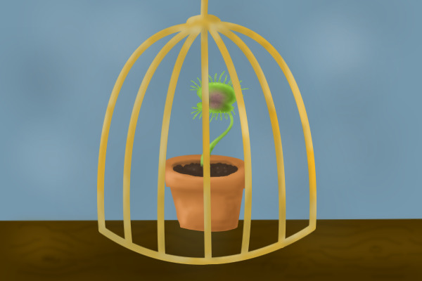 Venus Fly trap