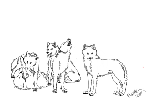 wolf sketch