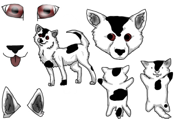 Dalmation