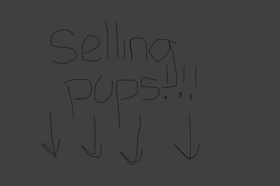 Selling pups!