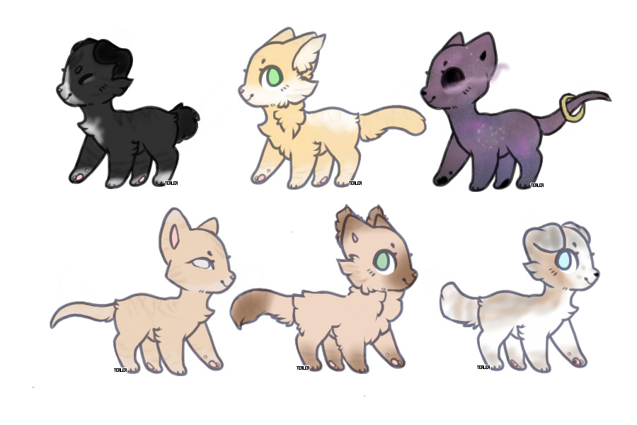 cat adoptables