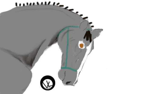Grey dressage horse