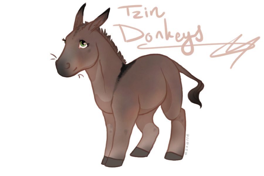 Tzin Donkeys