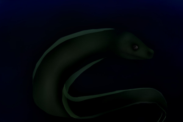 Eel in the dark