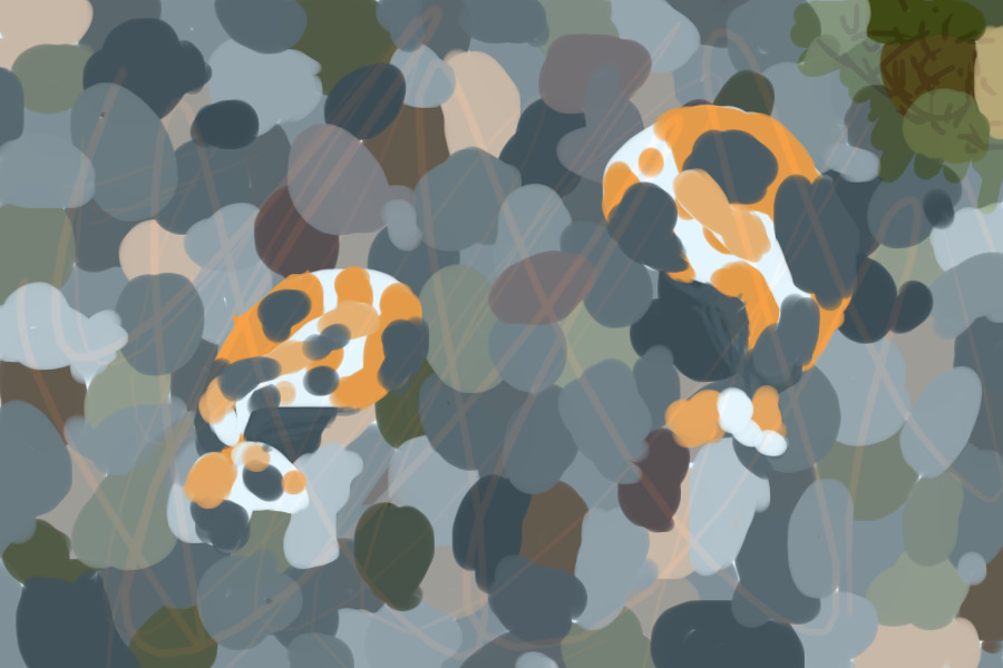 I think they're koi