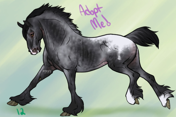 Draft shop- black varnish snowcap appaloosa #12