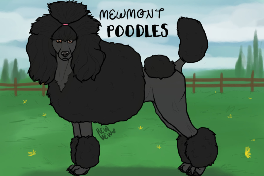 Mewmont Poodles Adopts