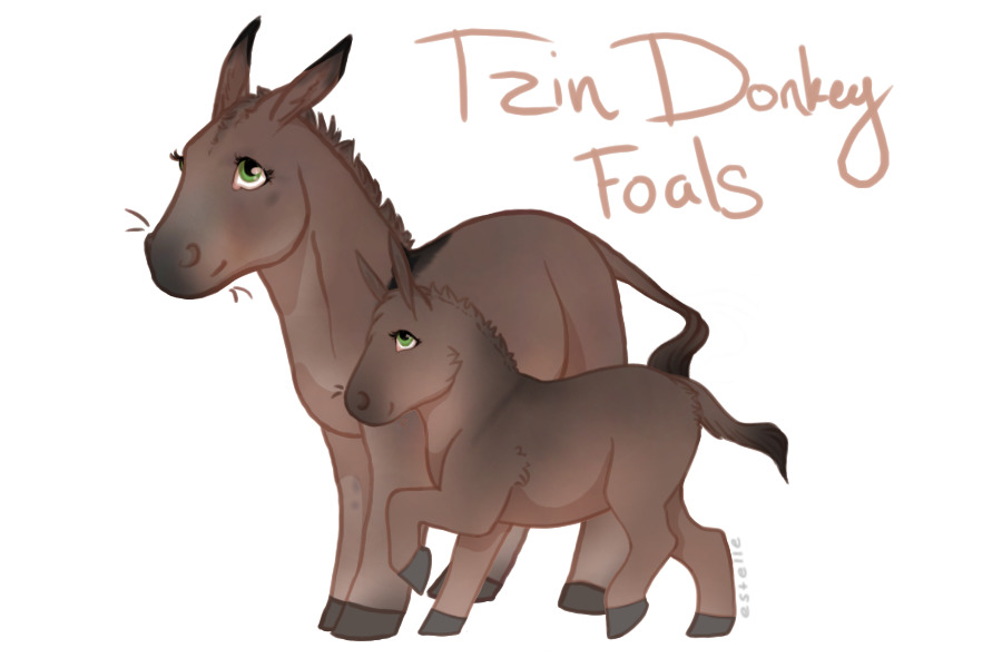 Tzin Donkey Foals