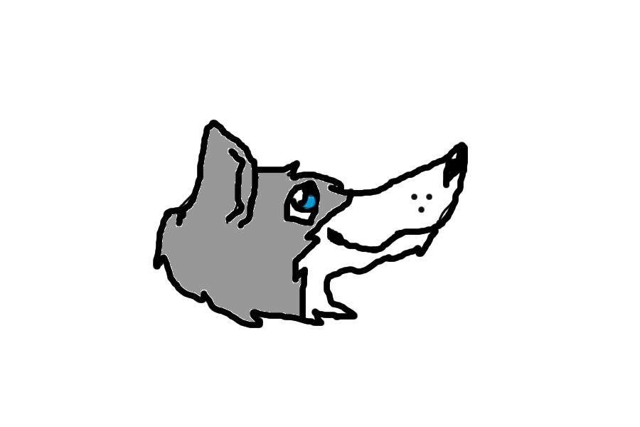 Wolf/dog adoptable