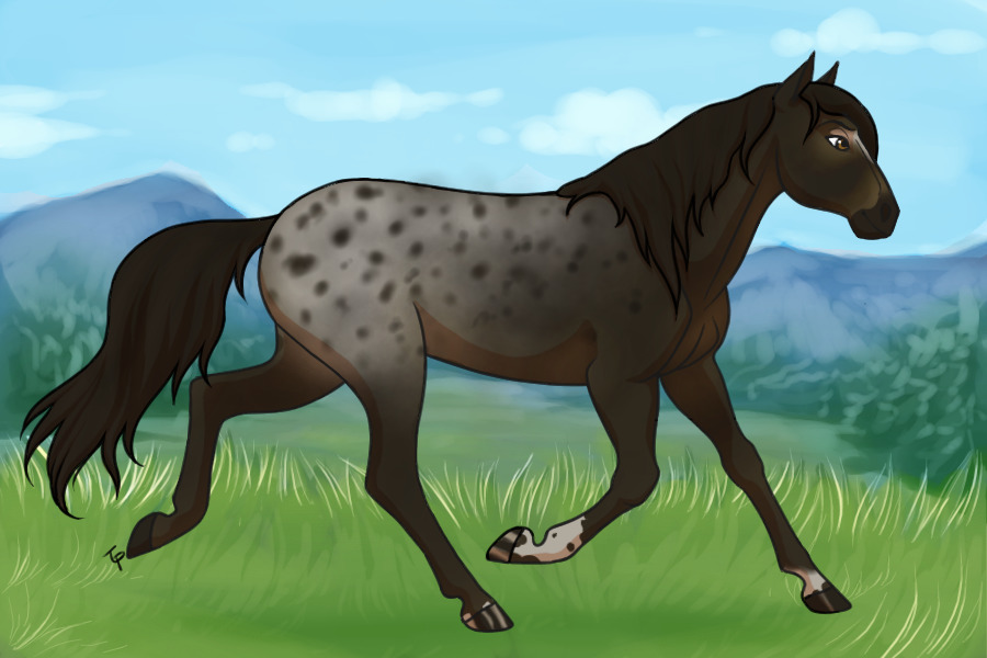 Entry #4 - Seal Bay Blanket Appy (Mare)