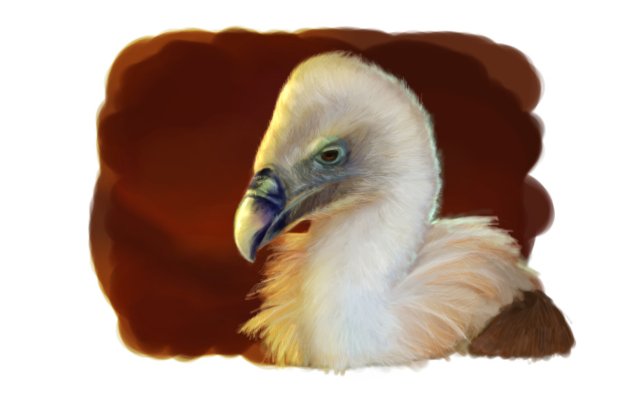 vulture