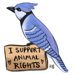 Blue Jay-I support animal rights!