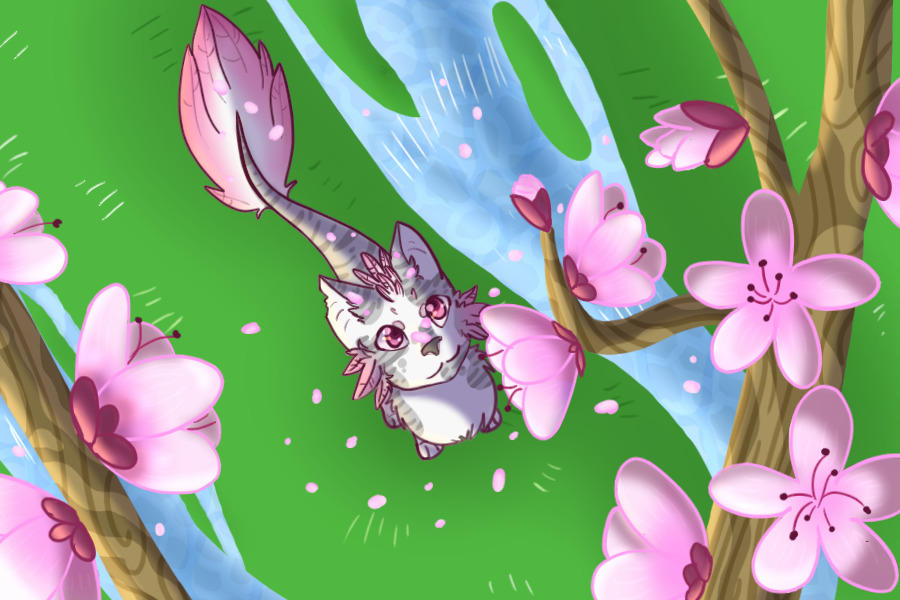 Cherry blossom