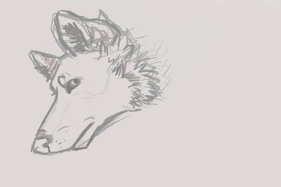 wolf head sketch