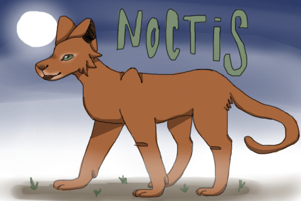 ✽ noctis | the nocturnal cat adopts ✽