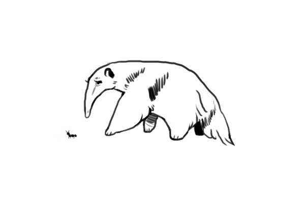 anteater