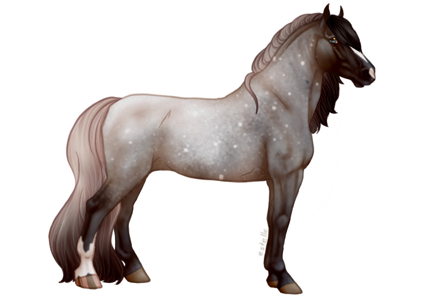 CW #65 |  Blue Roan Snowflake Appy