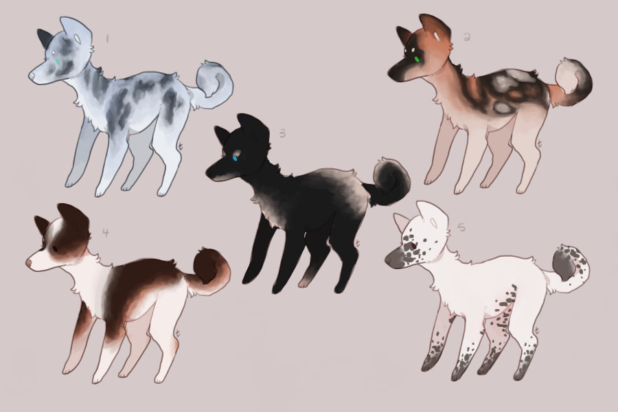 pup adopts