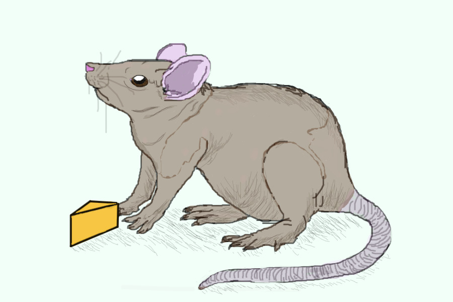 Rat ❤