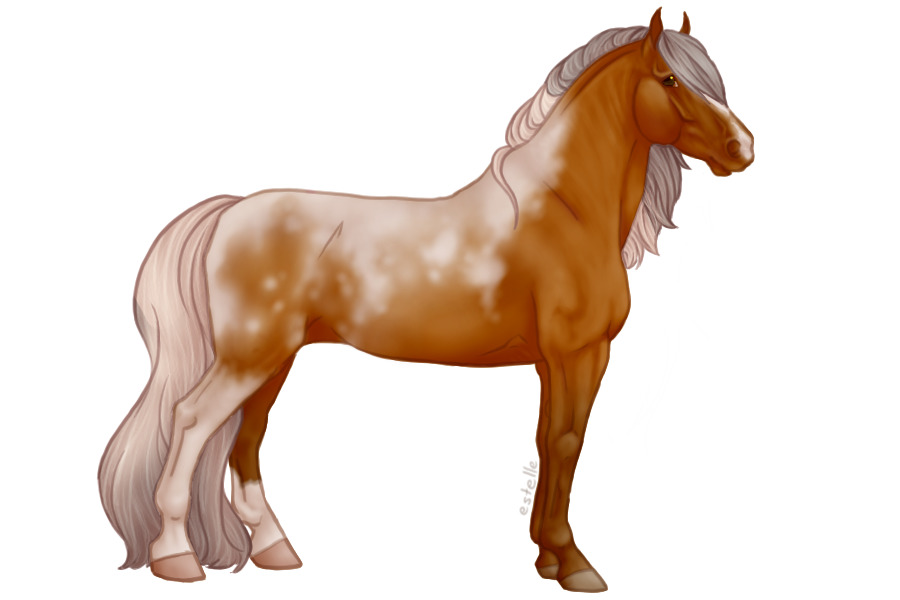 CW # 67 | Silver Bay Pintaloosa