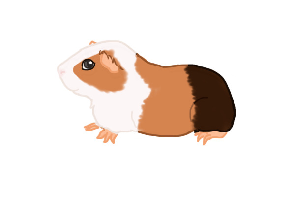 Guinea Pig Adoptable