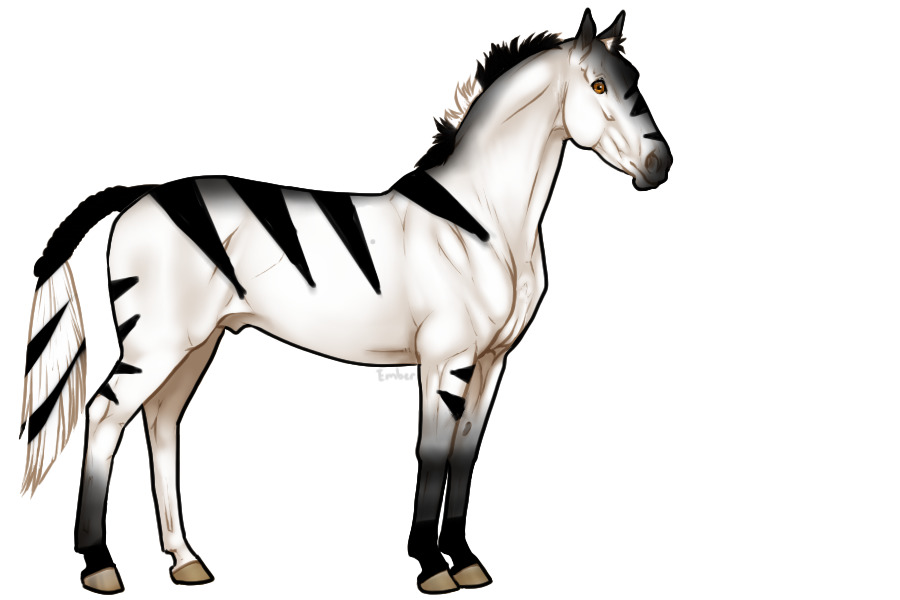 Zebra horse