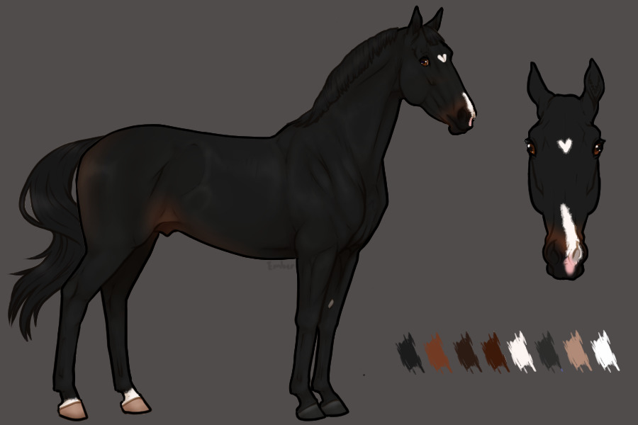 black thoroughbred stallion