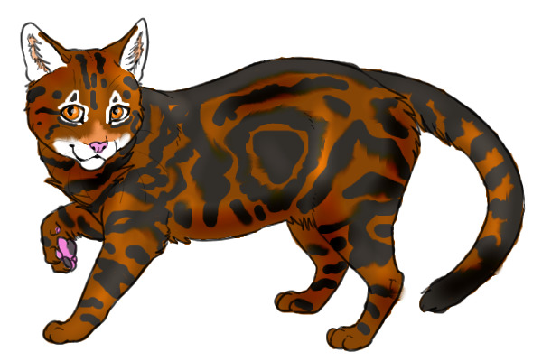 A Brown Classic Tabby Shorthair