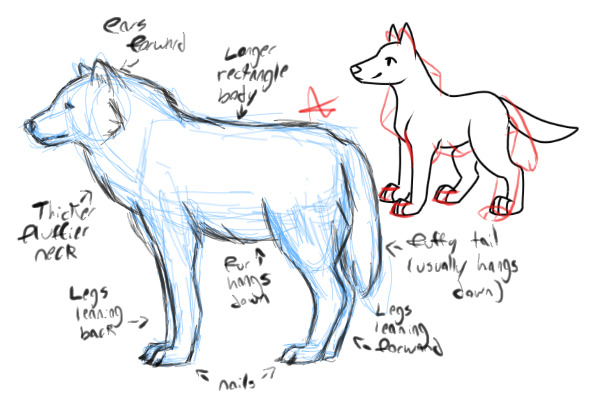 How to draw a dog (wolf base)