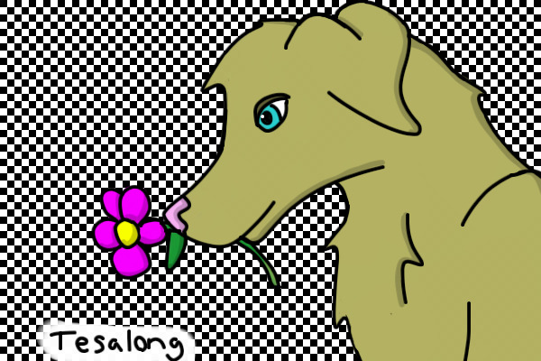 Coloured - Dog with flower