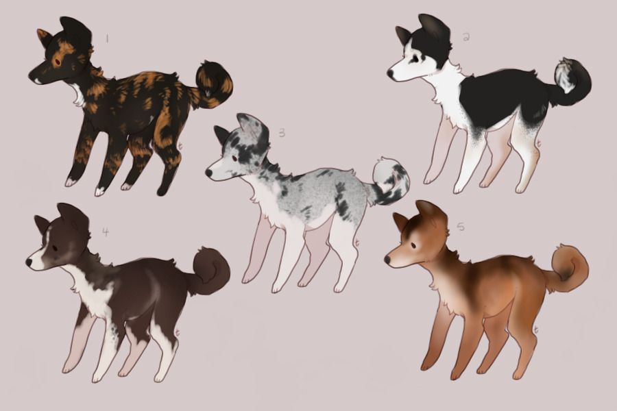 adopt dogs