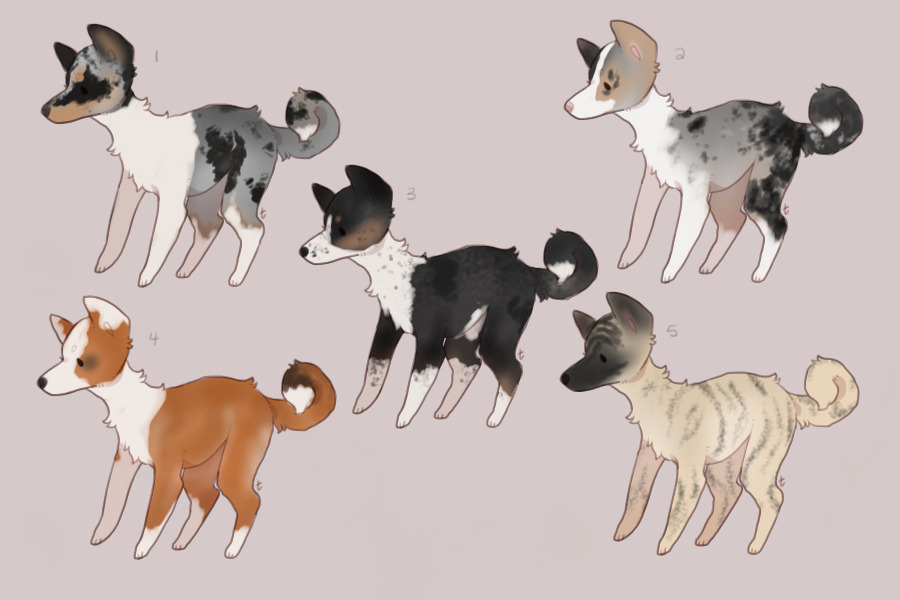 more adopts