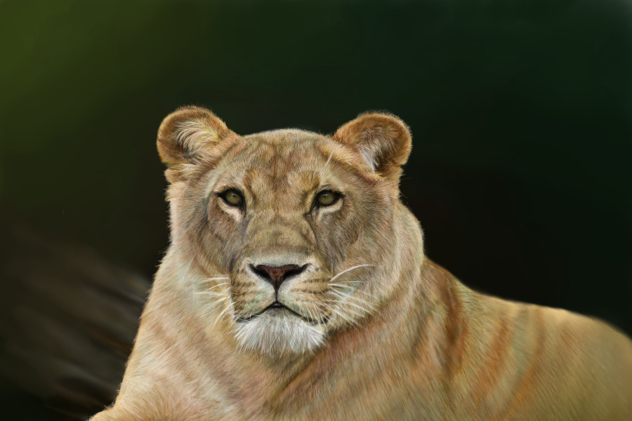 lioness