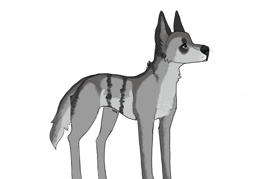 long legged pup