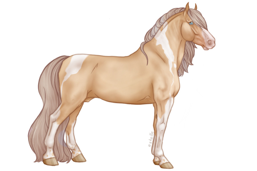 CW #88 | Ivory Champagne Tobiano