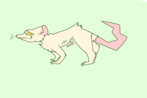 golden brushtail opossum