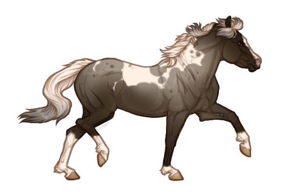 Ferox Welsh Pony #88 - Silver blue roan tobiano