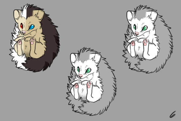 Hedgehog Adopts