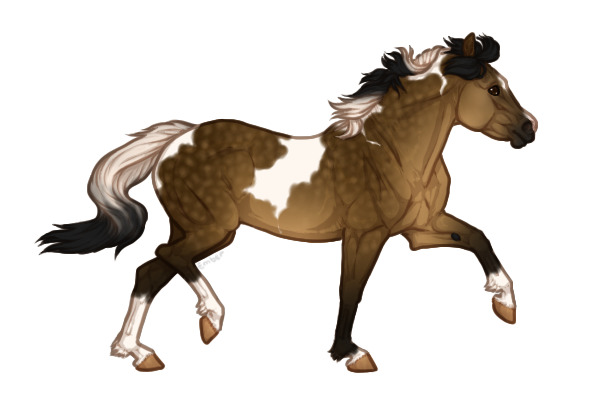 Ferox Welsh Pony #106 - Sooty Dappled Buckskin Tobiano