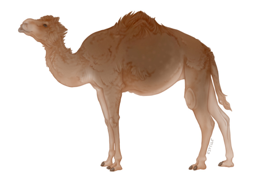 SOLD - Camel Lines
