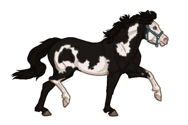 Ferox Welsh Pony #132 Black Overo