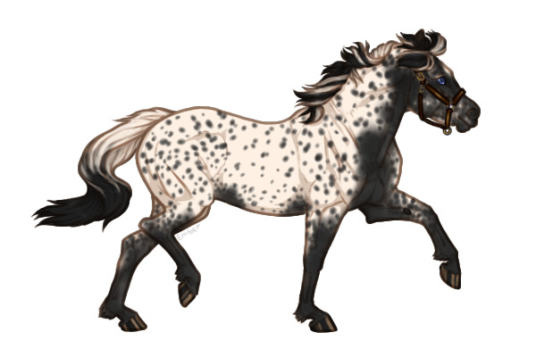 Ferox Welsh Pony #144 - Black Near-Leopard Appaloosa