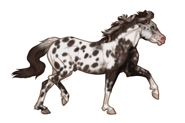 Ferox Welsh Pony Breeding #138 - Black Pearl Pintaloosa
