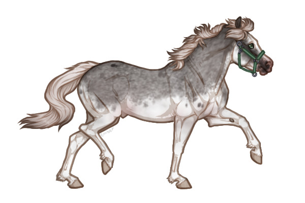 Ferox Welsh Pony #160 Silver Smoky Grulla Roan Sabino