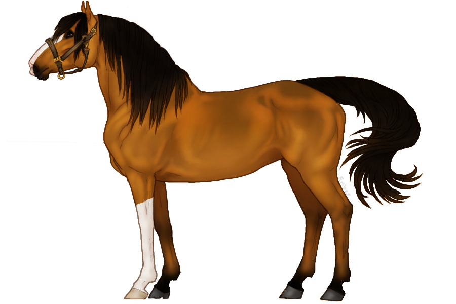 ◈ Cavall 045 ◈