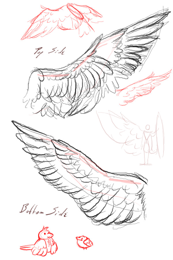 Wing Sketches